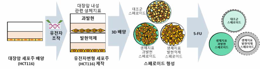 유전자 변형 세포주를 이용한 스페로이드 형성 모식도