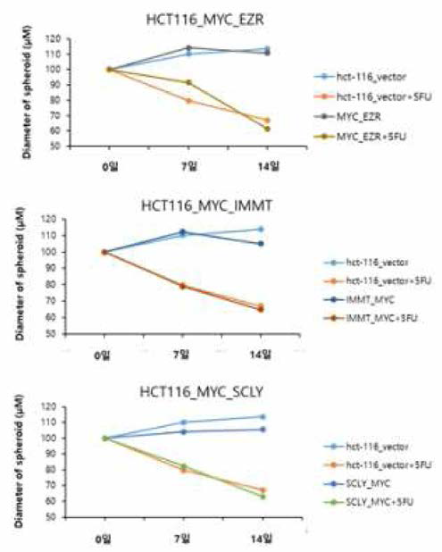 5-FU처리에 의한 유전자 과발현 변형 세포주에서의 스페로이드 지름 변화