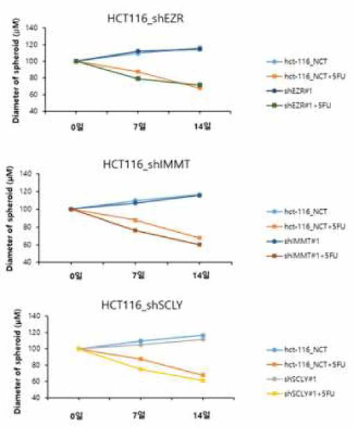 5-FU처리에 의한 유전자 발현억제 변형 세포주에서의 스페로이드 지름 변화