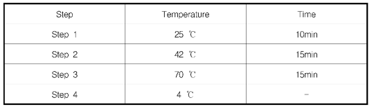 PCR을 이용한 First Strand cDNA의 합성 절차