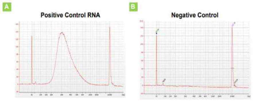 Agilent 2100 Bioanalyzer의 Electropherogram 예시 결과