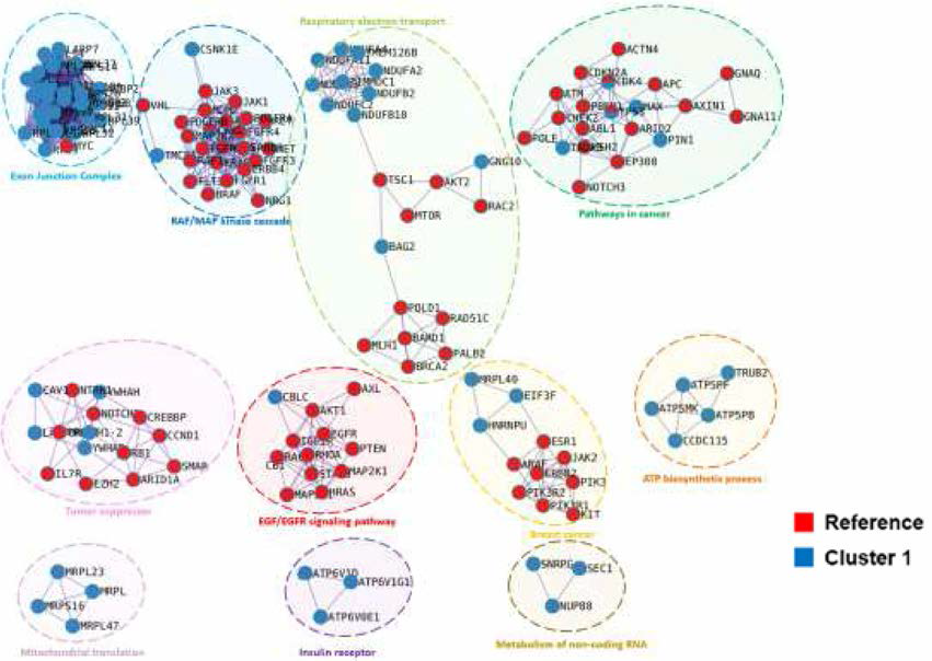 Cluster 1과 114개 암연관 유전자와의 PPI 분석