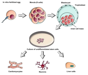 Blastocyst 배의 발달과 분화