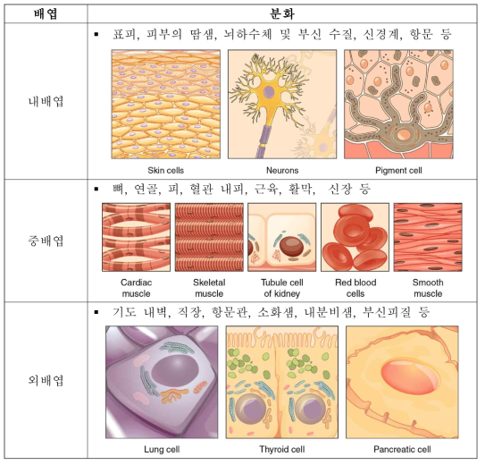 줄기세포의 다양한 분화 가능성