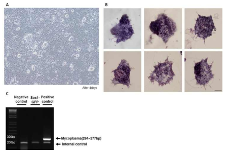 Sox1-GFP 배양조건 확립