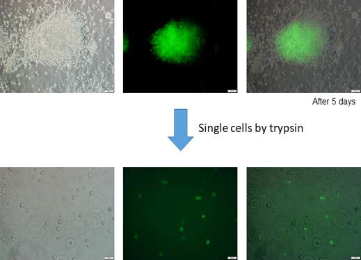 신경분화 시 Sox1-GFP 세포에서 발현되는 GFP 확인