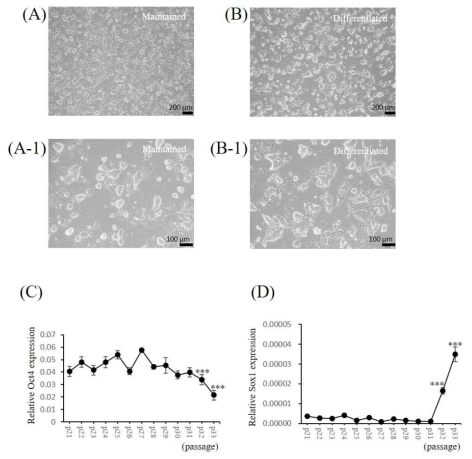 Sox1-GFP 마우스 줄기세포의 배양조건별 형태변화 (A, B) 및 미분화 줄기세포 마커 유전자인 Oct4 (C)와 신경세포 분화 유전자 마커인 Sox1 (D)의 발현양상 확인