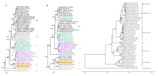 CCHFV 의 S, M, L segment의 유전자형 분석(Gilda, 2011; Eddie, 2021)