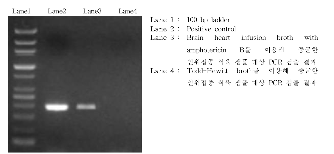 Streptococcus dysgalactiae 선택적 증균배지 Brain heart infusion broth with amphotericin B 및 Todd-Hewitt broth의 증균 효율 비교분석 결과