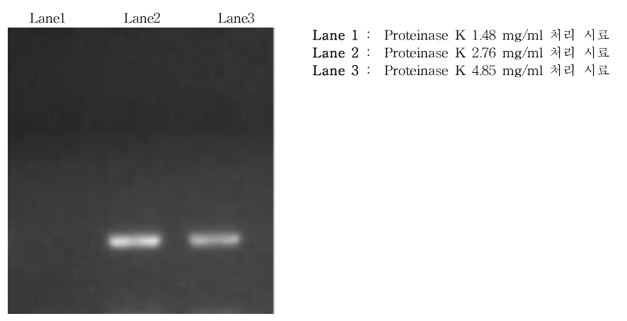 Proteinase K 처리농도(1.48 mg/ml, 2.76 mg/ml, 4.85 mg/ml) 별 Streptococcus dysgalactiae 검출 효율 비교분석 결과