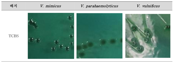 기존 비브리오 선별배지(TCBS)에서 Vibrio mimicus 유사 균 종별 성상