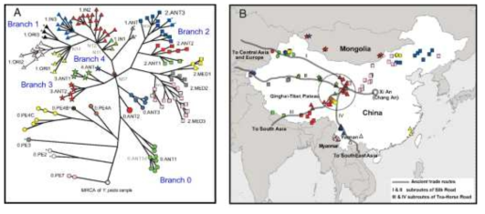 유행하는 페스트균의 유전적 다양화(a)와 중국에서의 유행(b)