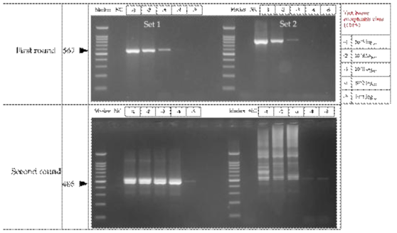 TBEV의 envelope gene을 타겟으로 한 primer set 1, 2의 Conventional PCR 결과