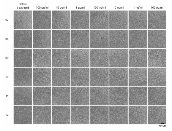 Agonist pre-screen run, 시험 물질을 처리한 세포 사진 2