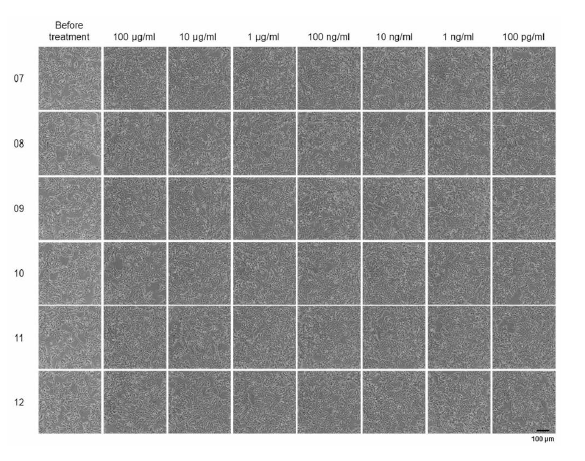 Agonist pre-screen run, 시험 물질을 처리한 세포 사진 4