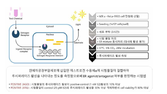 인체자궁경부암세포주 이용 에스트로겐 전사활성시험법 - 방법 및 판정 기준