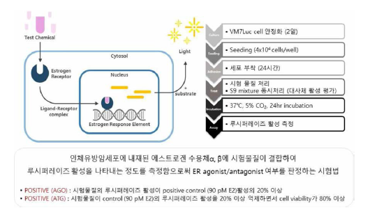 인체유방암세포주 이용 에스트로겐 전사활성시험 법 방법 및 판정 기준