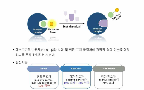 에스트로겐 수용체 결합 친화도 시험법 - 방법 및 판정 기준