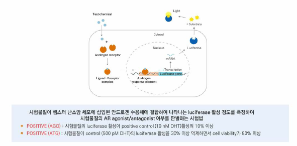 햄스터난소암세포주 이용 안드로겐 전사활성시험 원리 및 판정 기준