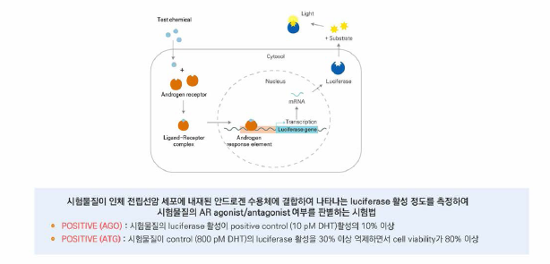 인체전립선암세포주 이용 안드로겐 전사활성시험 원리 및 판정 기준