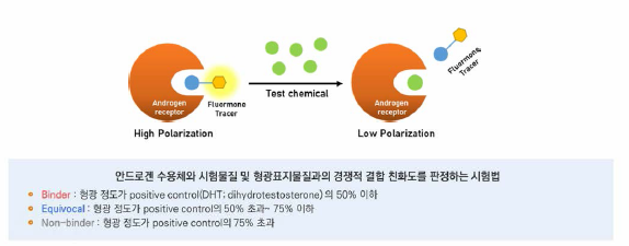 안드로겐 수용체 결합 친화도 시험 원리 및 판정 기준