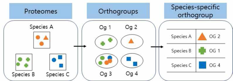 균종 특이적인 orthologous gene 구축 개략도