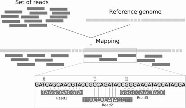 Sequencing mapping 및 결과 확인