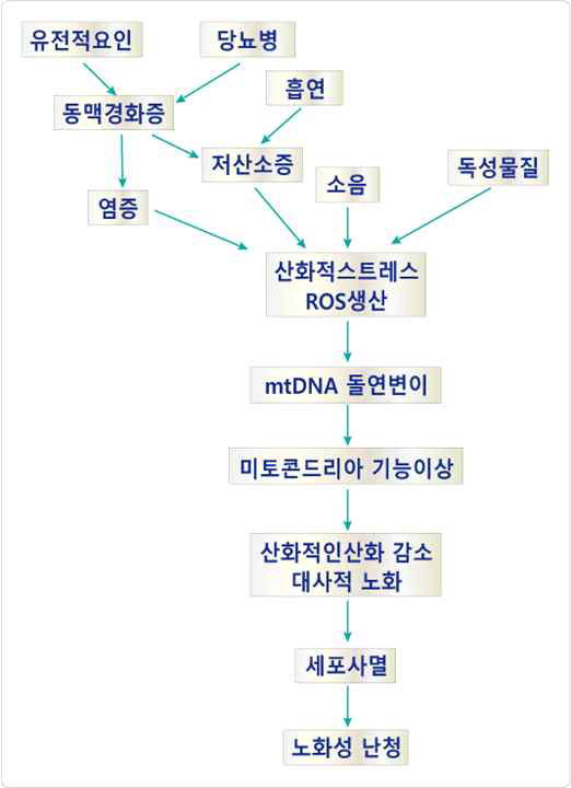 노화성 난청 발생 기전