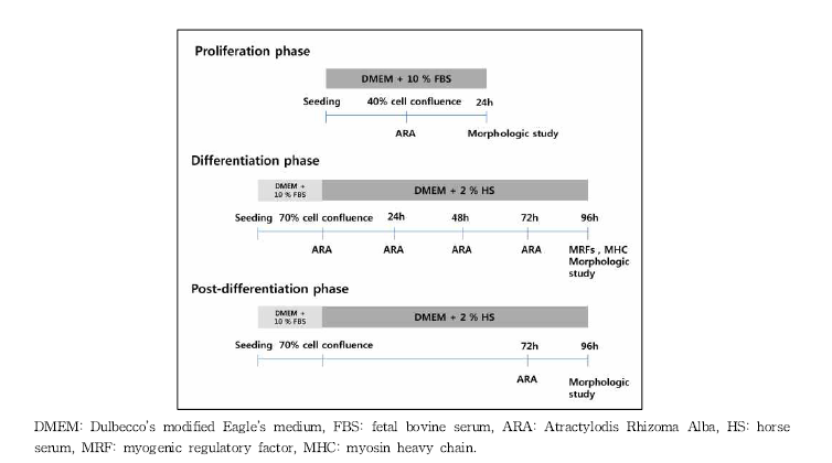 C2C12 근육세포의 분화 실험 protocol 출처: J Korean Med Obes Res 2015, 15(1):38-44.