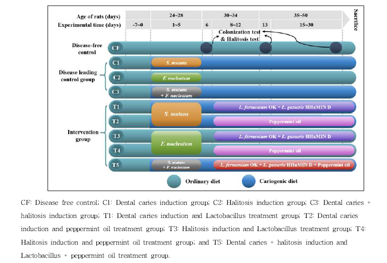 S. mutans 로 유도한 치아우식 동물모델의 예 출처: 맹소연. 서울대학교 박사학위 논문, 2021