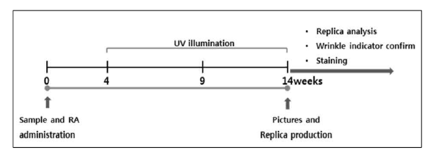 자외선 조사를 통한 피부손상 모델 예 출처: 한국식품영양학회지 2015, 8(6):941-946.