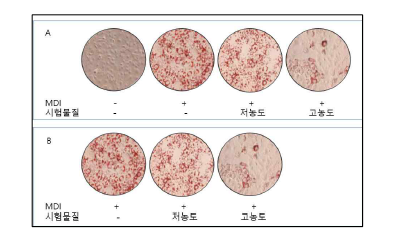 3T3-L1 세포의 실험디자인 출처: Fitoterapia 2018, 125:208-216.