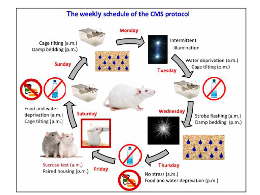 Chronic mild stress(CMS) model 유발 동물모델의 예 출처: Cells 2020, 9(4):1026.
