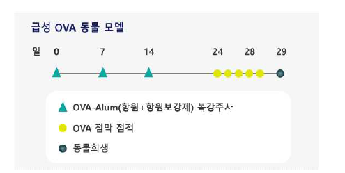 급성 알레르기 비염 동물 모델 출처: Korean J Otorhinolaryngol-Head Neck Surg 2015, 58(3):159-165.