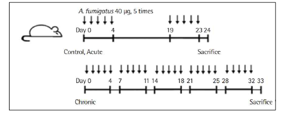 Aspergillus fumigatus(Af) 항원으로 유발한 만성아토피피부염의 예 출처: Allergy Asthma Respir Dis 2019, 7(3):150-157.