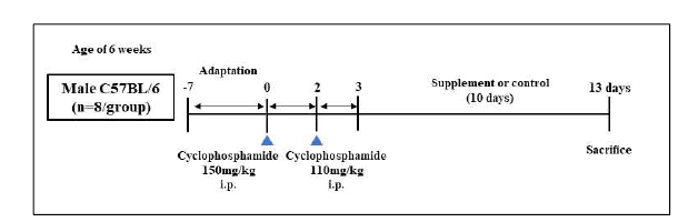 Cyclophosphamide으로 유도한 면역저하 동물모델의 예 출처: 한국식품영양과학회지 2020, 49(10):1161-1168