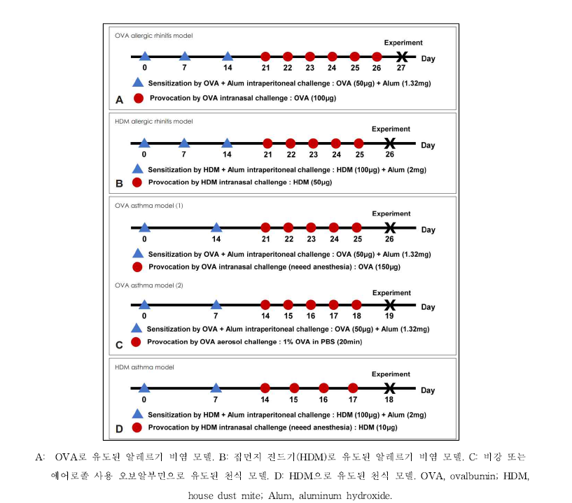 알레르기 비염 및 천식 동물모델의 유도 프로토콜의 예 출처: 대한이비인후과학회지 2022, 65(6):309-318.