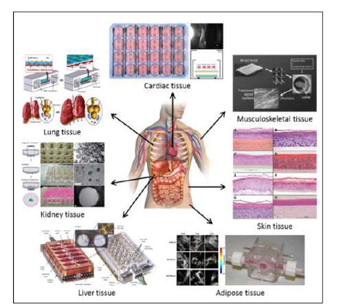 3D-tissue model 사례