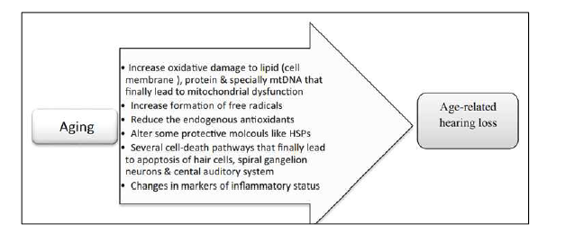 노화성 난청의 발생기전