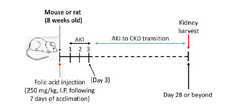 acid(FA)-induced chronic kidney disease