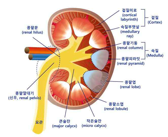 콩팥의 구조