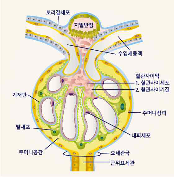 사구체의 세포 구성