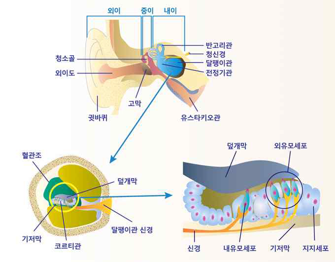 청각기관의 구조