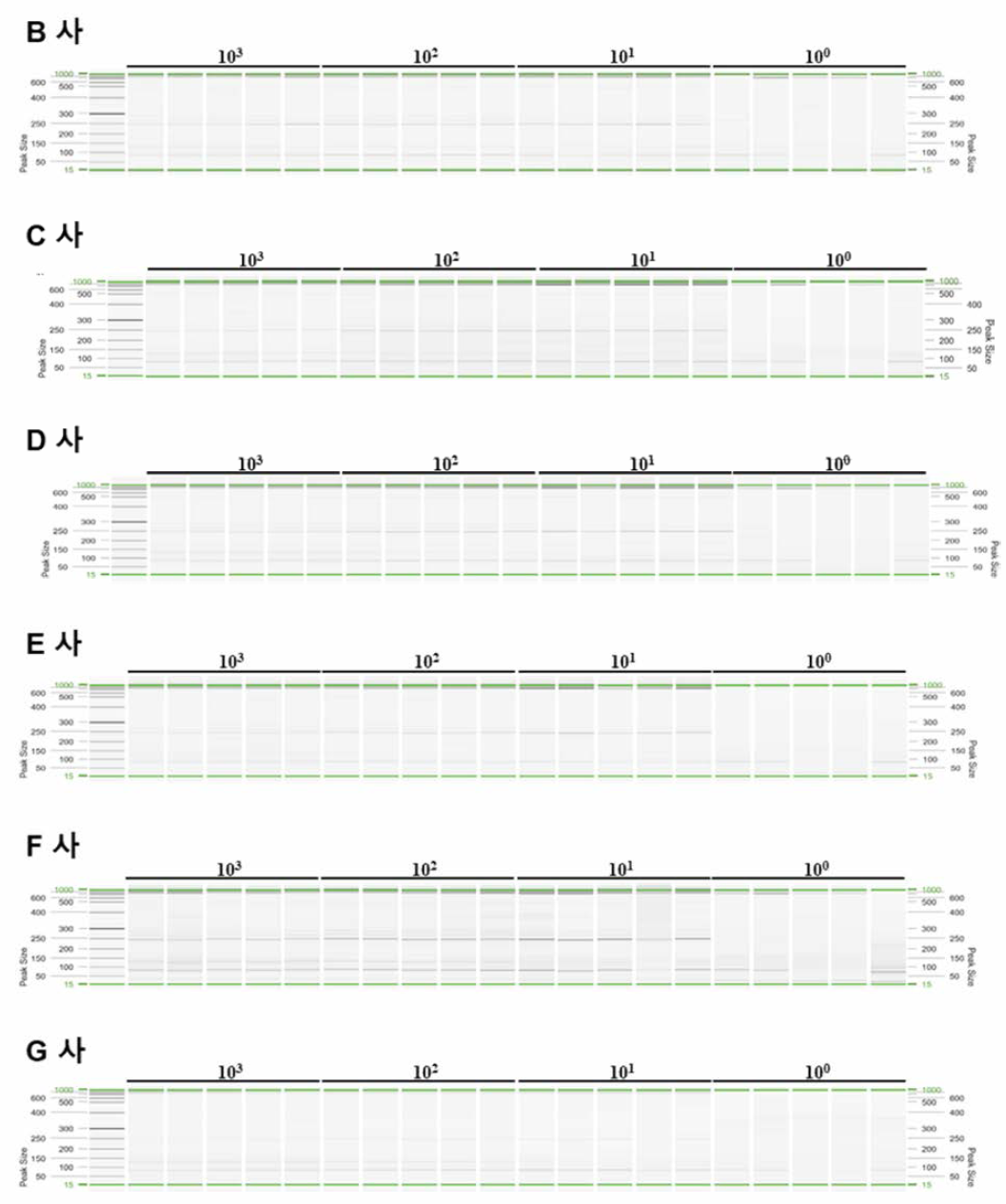 D사 PCR product를 주형으로 semi-nested PCR을 진행한 노로바이러스 GI 양성 대조군 결과