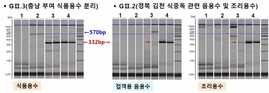 노로바이러스 유전자형 결정을 위한 유전자 증폭법 비교 결과. 1. (1 차)질병청，2. (1 차)질병청+(2차)질병청，3. (1 차)질병청+(2차)식약처，4. (1 차)식약처+(2차)식약처)