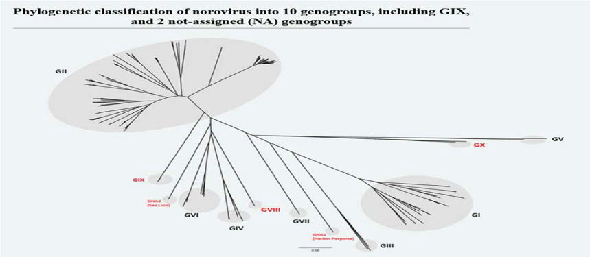 노로바이러스 유전자 그 룹 (GI-GX )(출처: CDC)