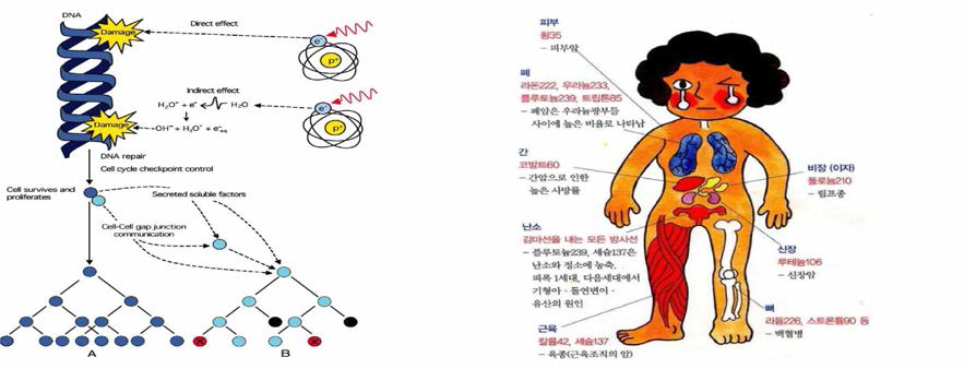 방사선이 인체 DNA에 영향을 미치는 기재와 일반적 인체 유해성