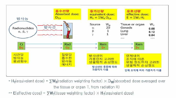 방사성물질이 인체에 영향을 미치는 양 계산 방법