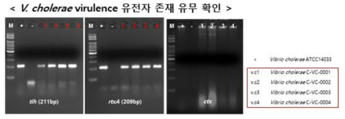 PCR 기반 V. cholerae에서 유해인자 존재 유무 확인