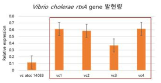 qRT-PCR 기반 V. cholerae 유해인자 발현량 확인